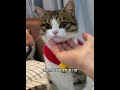 小猫生气都这么可爱～ 猫咪的迷惑行为 田园狸花猫 万物可爱计划