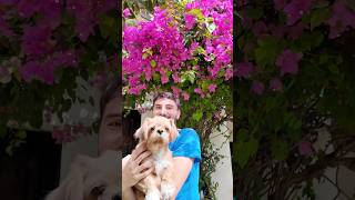 Dog in flowers 🌺 #bougainvillea #dogflower #tropicalgarden #shihtzu #西施