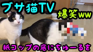 【爆笑】紙コップの底に、ちゅーるを塗ってみた( ´艸｀)