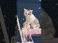 cute animal kitten . cat catlover kucing lucunya imut