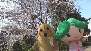 東京国立博物館 「博物館でお花見を」