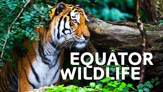 The Incredible Wildlife Living At Our Equator | Equator Specials | All Out Wildl