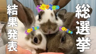 🐰6つ子のうさぎで人気者なのはこの子でした…！？