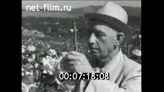 1962г. совхоз Декоративные культуры. Ковтуненко Иван Порфирьевич.  Кабардино- Балкария