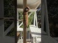 awesome la catio with phoenix that cat catio cathouse catioguy cat