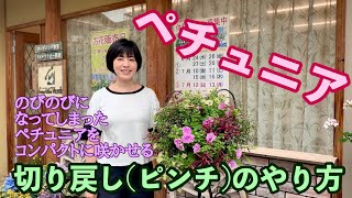 ペチュニア切り戻し(ピンチ)のやり方　お手入れ方法　育て方　関西弁美人親子のガーデニング教室　グリーンオフィスベルデ  この方法で綺麗に仕立ててみてくださいね。