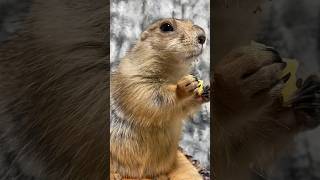 おやつタイムのプレーリードッグASMR🍌😋 Prairie dog eating his favorite food 🐿❤️#shorts #cute #asmr