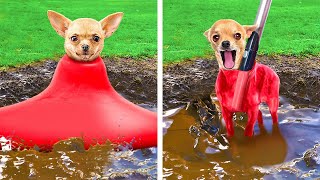 What to Do When You're HOME ALONE WITH YOUR PET🐶 | Funny DIYs, Cool Hacks and Gadgets For PET OWNERS