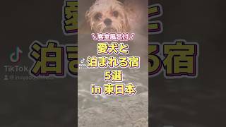 客室風呂付き！愛犬と泊まれる宿5選♨️in東日本 #犬 #犬と旅行 #犬のいる暮らし #関東 #いぬやど