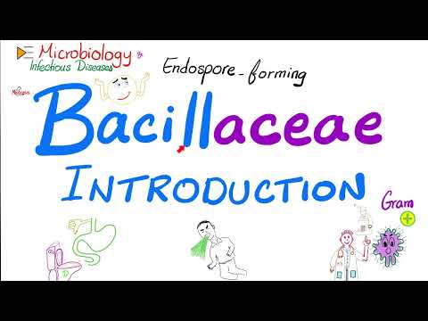Does Bacillus cereus form spores?