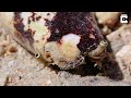 conch showing its eyes looks like something from a sci fi film