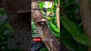 අරුම පුදුම ලේනා 🐿️..ඔයා මේක අනිවාර්යෙන්ම බලන්න..ඔයා පුදුම වෙයි..🥺🥺