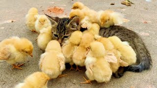 The cute kitten was so warm that she became a temporary mother to the chicks, keeping them warm.