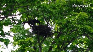 カラス子育て中~Chicks crow