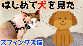 121:犬を初めてみたスフィンクス猫の反応