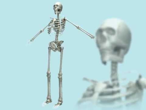 Rotating 3d Skeleton Youtube
