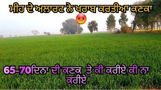 ਮੀਹ ਬਿਨਾ ਪਏ ਖਰਾਬ ਹੋ ਰਹੀਆ ਕਣਕਾ @Sohipb87wala