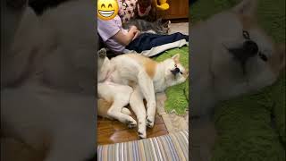 独特過ぎるくつろぎ方をする秋田犬こむぎ【Akita-inu】