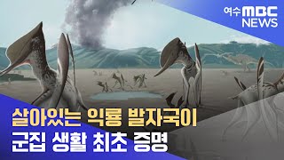 살아있는 익룡 발자국이... 군집 생활 최초 증명 -R (220629수/뉴스투데이)