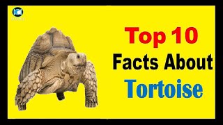 Tortoise - Facts