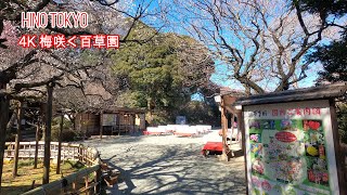 4K【梅が咲く百草園】ぶらぶら散歩 京王百草園 梅まつり2021は中止【京王百草園駅下車】hino tokyo japan