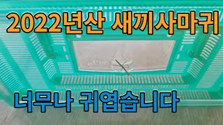 #새끼사마귀#2022년산새끼사마귀#새끼사마귀키우기