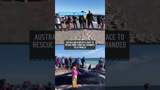 More than 160 pilot whales beached on western Australian coast