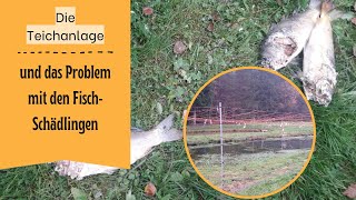 Reiher, Otter und Co. - Tierische Schädlinge auf der Teichanlage