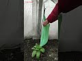 plastic bag drip water irrigation system very simple and fast