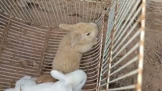 OMG! saving a screaming baby rabbit Catching a screaming baby rabbit! Bunny making noise videos