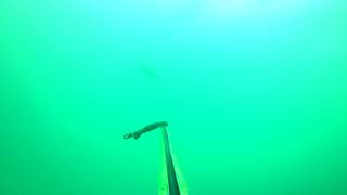 Spearfishing mackerel aka natal snoek or queen mackerel