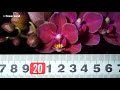 Фаленопсис Диффюжн phalaenopsis diffusion