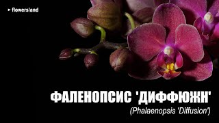 Фаленопсис 'Диффюжн' (Phalaenopsis 'Diffusion')