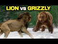 BERUANG GRIZZLY vs SINGA - Siapa yang Akan Menang?