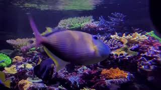 450g SPS Dominated Reef Tank 1yr 8 Month update! Sit back and Relax