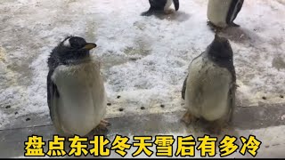 盘点东北冬天雪后有多冷，南极的企鹅来到东北冻的直打嘚瑟。