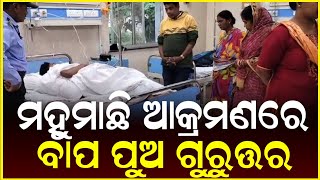 ମହୁମାଛି ଆକ୍ରମଣରେ ବାପ ପୁଅ ଗୁରୁତ୍ତର || Anudhyan Tv