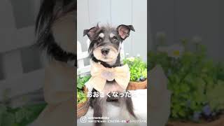 大きくなったら…今日のエアド1歳 #ミニチュアシュナウザー #dog #miniatureschnauzer #cutedog #シュナウザー #犬 #japan