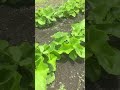 春植え牛蒡 うまいごぼう　 家庭菜園 野菜 野菜生活 農業 耕作放棄地 野菜生活 農ある暮らし 牛蒡栽培 ごぼう うまいごぼう