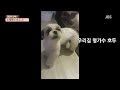 강아지에게 블루투스 마이크를 주면 노래하는 시츄 호두 singing shihtzu