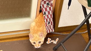 #11 子猫専用手作りペットドア