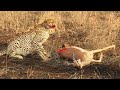 Half Eaten Impala Tries Escaping Cheetah