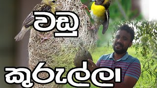 වඩු කුරුල්ලා - Weavers- #srilankan- #birds -#creative