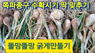 쪽파 종구(종자) 수확하는 시기 바람통하는 그늘..