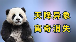 出生时“天降异象”，如今离奇失踪，大熊猫杰瑞到底经历了什么【娱圈小学生】