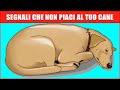 14 Segni Che Il Tuo Cane Non Ti Vuole Bene (Anche Se Pensi Lo Faccia)