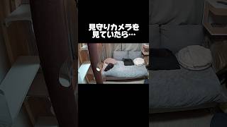 見守りカメラに映っている猫がちょっと変です… #shorts #cat #猫 #猫動画