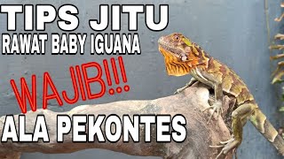 TIPS MERAWAT BABY IGUANA AGAR CEPAT BESAR || Simpel dan Mudah