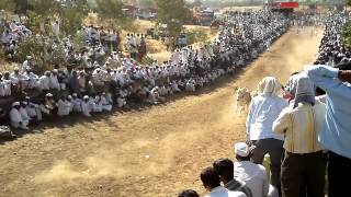 Cart Race at thapling ,Pune