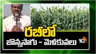 రబీలో జొన్నసాగు - మెళకువలు | Sorghum Cultivation | Matti Manishi | 10TV